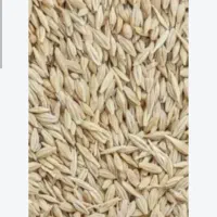 جو محلی