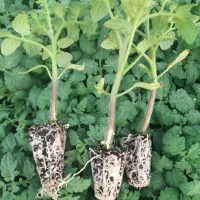 تولید و عرضه انواع نشا صیفیجات|خدمات باغبانی و درختکاری|مرودشت, رامجرد یک|دیوار