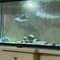 ماهی پنکوسی شکاری|ماهی|پارس‌آباد, |دیوار