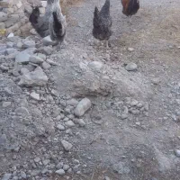 مرغ وخروس لاکندزی و جوجه لاکندزی