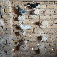 کبوتر ۹ عدد موقیت خفر ارسالم دارم