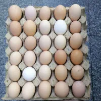 تخم مرغ محلی گلپایگان|خوردنی و آشامیدنی|قم, عمار یاسر|دیوار