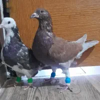 دوعدد کبوتر پرشی