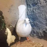 المانی|پرنده|نیشابور, ده حلاج|دیوار