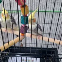 عروس هلندی نر