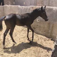 کره عرب