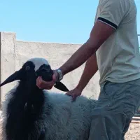 گوسفند جهت قربانی ،عقیقه ،گوشتی ،نذری و.