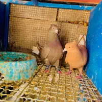 دمی  زاغ سینه ای|پرنده|لامرد, |دیوار