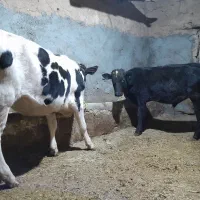 ۹تاگوساله نروماده|حیوانات مزرعه|سارال, |دیوار