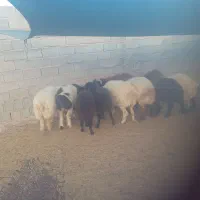 بره میش|حیوانات مزرعه|جهرم, |دیوار