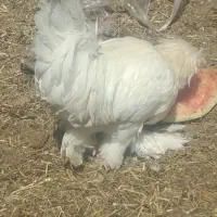 خروس