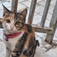 گربه گم شده