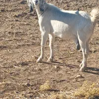 ۵۵میلیون معاوضه می‌شود با گوسفند