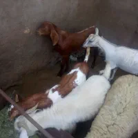 کهره و بره|حیوانات مزرعه|بندرعباس, |دیوار