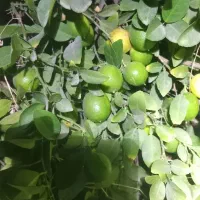 1400متر-زمین-پشتکوه