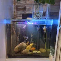 اکواریوم همراه با ماهی