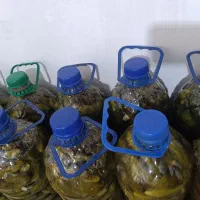 خیار شور|خوردنی و آشامیدنی|سردرود, |دیوار