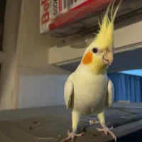 عروس هلندی سخنگو