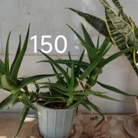 انواع گل بزرگ کوچیک|گل و گیاه طبیعی|کاشمر, |دیوار