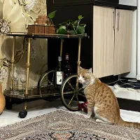 واگذاری رایگان گربه نارنجی