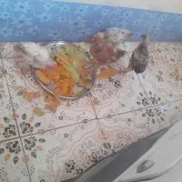 مرغ عربی