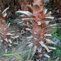 پالم واشنگتن تنه از ۲ متر الی ۳ متر تنه سرخ آناناس|خدمات باغبانی و درختکاری|آمل, |دیوار