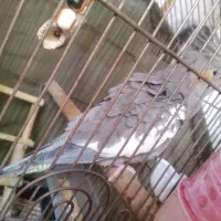 طوطی عروس ۱۱ ماهِ رام نیمه دستی( نر)|پرنده|رشت, کوی حسینی|دیوار