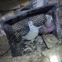 معاوضه فقط با سرور