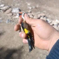 سهره  دوماه قفس تعداد موجوده