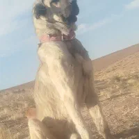 سگ پژدر نر|سگ|کرانی, |دیوار