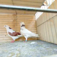 مایه کبوتران پرشی کاشان|پرنده|کاشان, میدانگاه آقا|دیوار