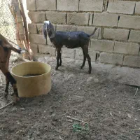 بز سیاه سوخته