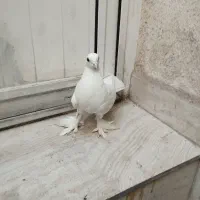 لوتی رایگان