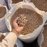 نخود دیم بهاره کرمانشاه