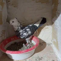 کبوتر|پرنده|سردرود, |دیوار