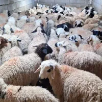 ذبح انواع دام