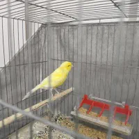 قناری نر و ماده با دوعدد قفس|پرنده|فولادشهر, مسکن مهر فولادشهر|دیوار