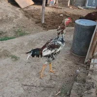 خروس لاری اصیل