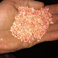 گندم آذر 2 و نخود پا بلند بذری دیم فروش فوری|عمدهفروشی|کنگاور, |دیوار