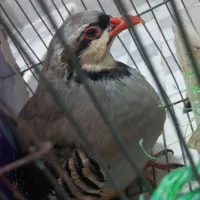 بلدرچین بالغ|پرنده|توکهور, |دیوار