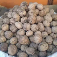 گردو لرستان