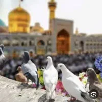 تور چارتر|تور و چارتر|شهریار, شهریار|دیوار