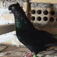 صرب سیاه نر