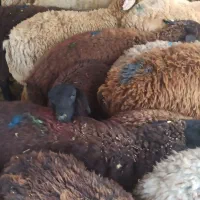 60/40%بازدهی زنده گوشت عال|حیوانات مزرعه|تهران, شمشیری|دیوار