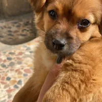 پامر قهوه ای نر