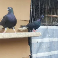 زیل دم سفید نروماده