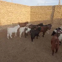 مایل به معاوضه نیستم|حیوانات مزرعه|رشتخوار, |دیوار