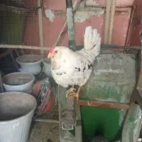 مرغ ریشی گلین