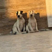 پیتبول بسیار اصیل|سگ|تهران, چهارصد دستگاه|دیوار