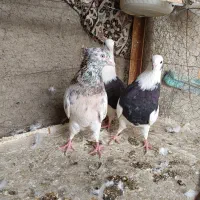 کفتر حسابی|پرنده|قم, ولیعصر|دیوار